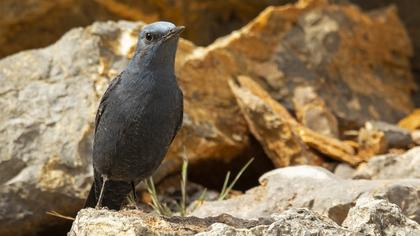 Blue Rock Thrush