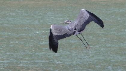 Grey Heron