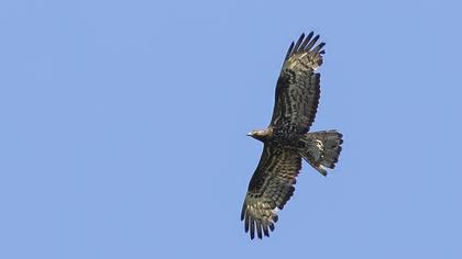 European Honey Buzzard