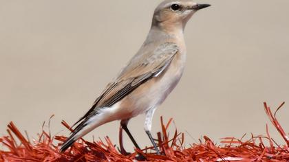 Northern Wheatear