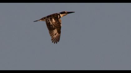 Pied Kingfisher