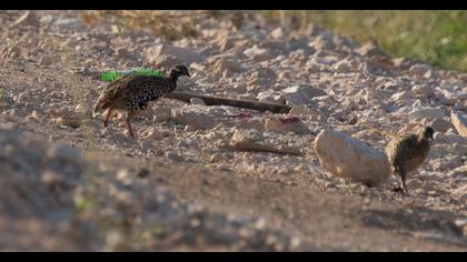 Black Francolin
