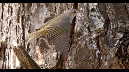 Eastern Bonelli`s Warbler