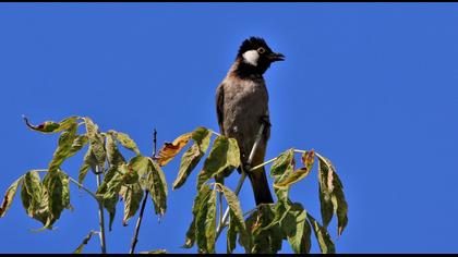 White-eared Bulbul