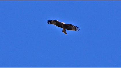 Black Kite