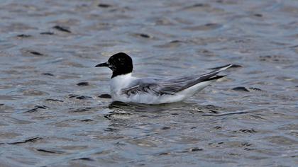 Little Gull