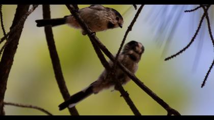 Long-tailed Tit