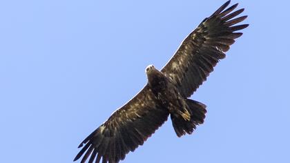 Lesser Spotted Eagle