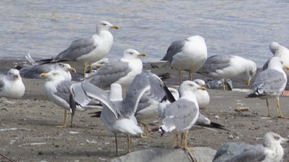 Yellow-legged Gull