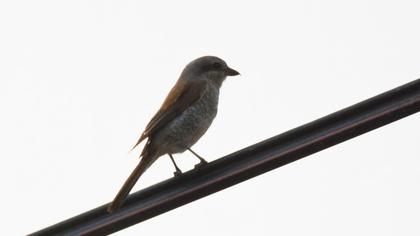 Red-backed Shrike