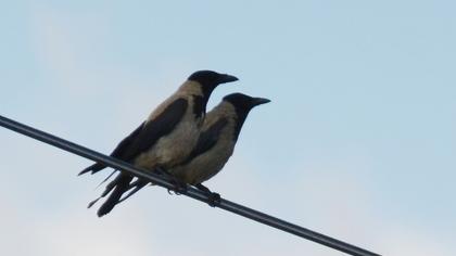 Hooded Crow