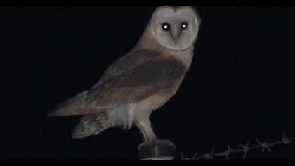 Western Barn Owl