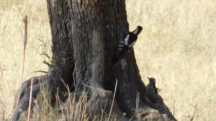 Syrian Woodpecker
