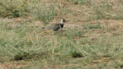 Northern Lapwing