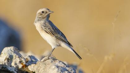 Finsch`s Wheatear