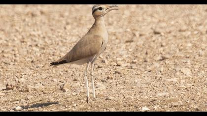 Cream-colored Courser