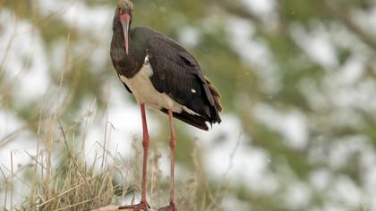 Black Stork