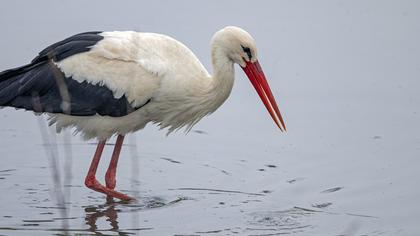 White Stork