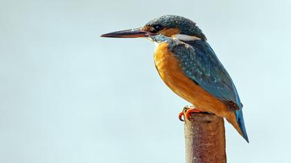 Common Kingfisher
