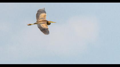 Purple Heron