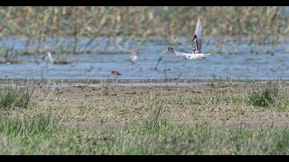 White-winged Tern