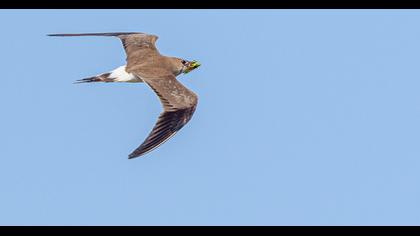 Collared Pratincole
