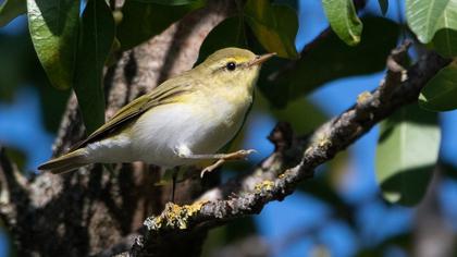 Wood Warbler