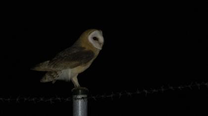 Western Barn Owl