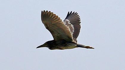 Black-crowned Night Heron