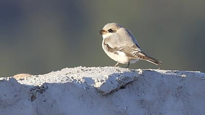 Lesser Grey Shrike