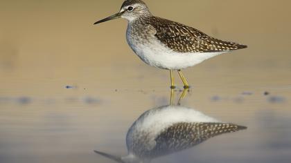 Wood Sandpiper