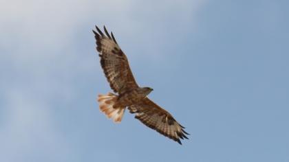 Long-legged Buzzard