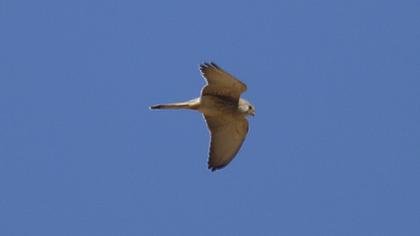 Lesser Kestrel