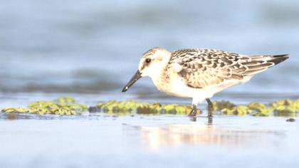 Sanderling