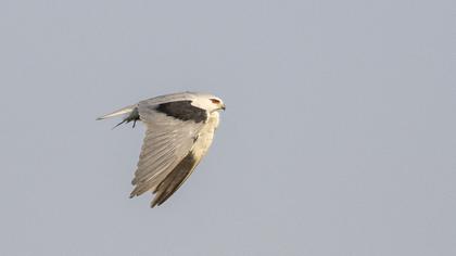 Black-winged Kite