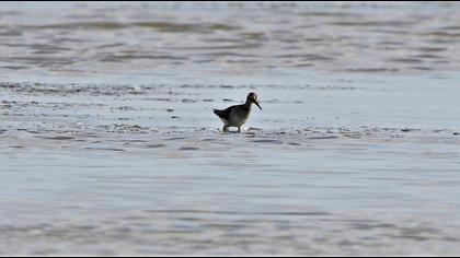 Wood Sandpiper