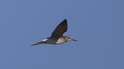 Wood Sandpiper