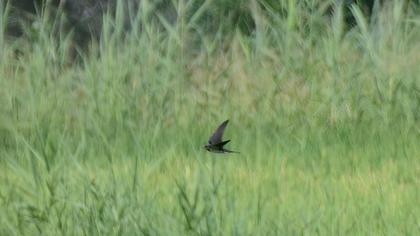 Barn Swallow