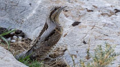 Eurasian Wryneck