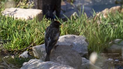 Red-fronted Serin