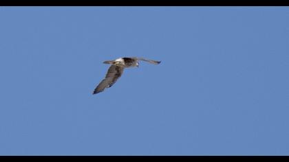Lanner Falcon