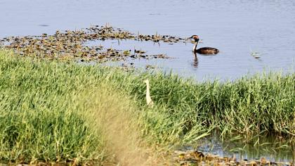 Great Crested Grebe