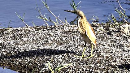 Squacco Heron