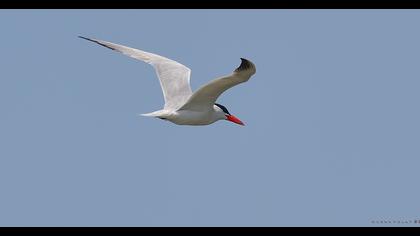 Caspian Tern