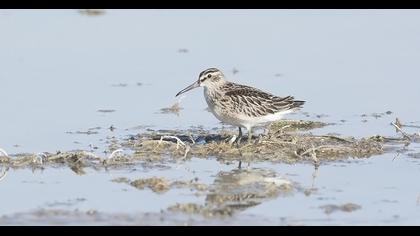 Broad-billed Sandpiper