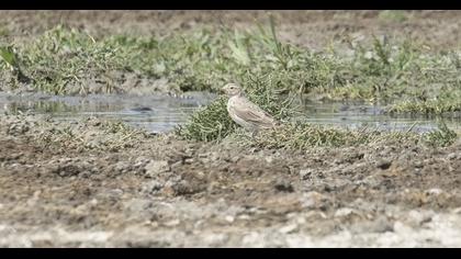 Turkestan Short-toed Lark