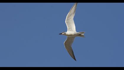 Gull-billed Tern