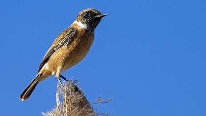 European Stonechat