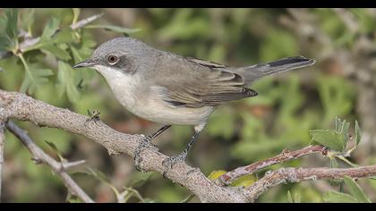 Lesser Whitethroat