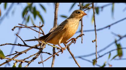 Ortolan Bunting